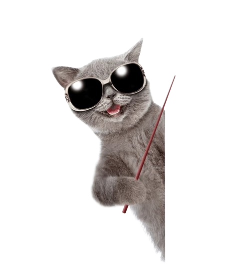 Котка със слънчеви очила